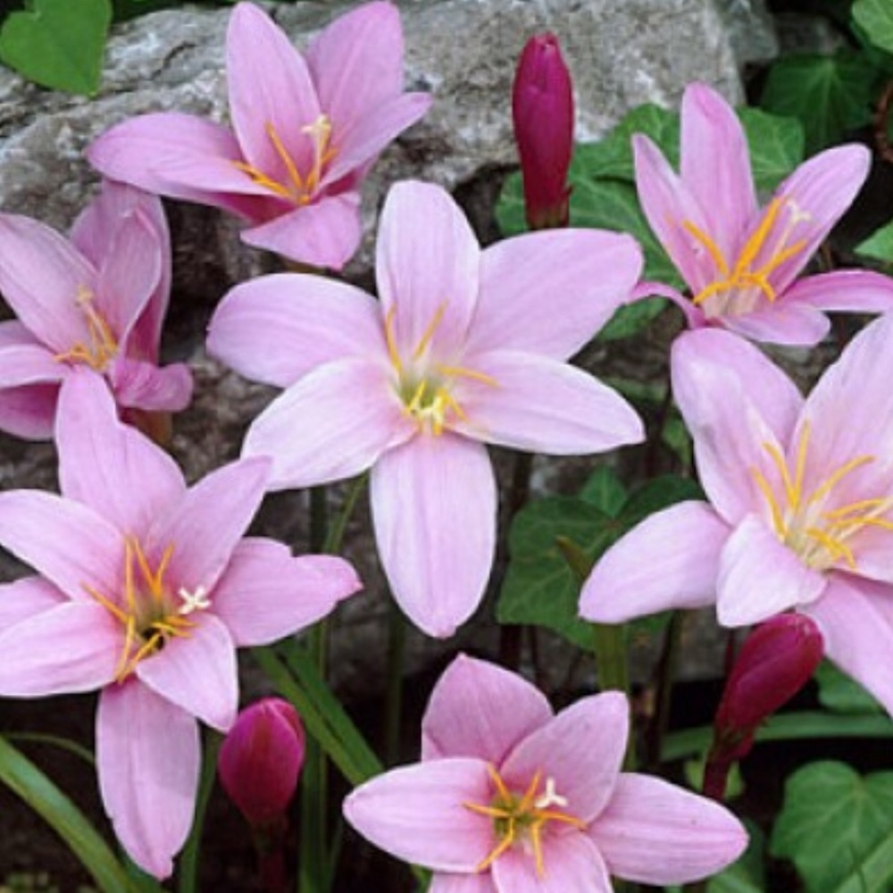 Meet your Posher, Ivana