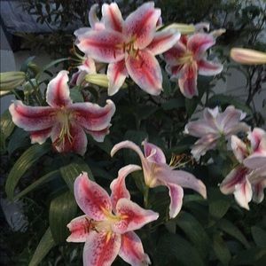 Meet your Posher, Brenda