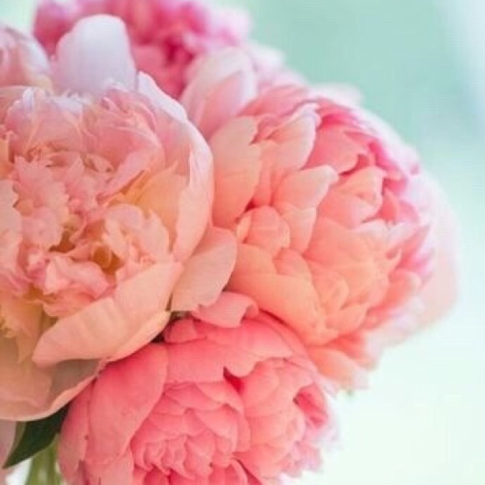 Meet your Posher, Marissa