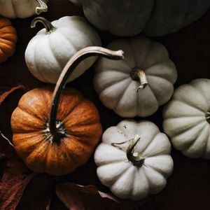 POSH AMBASSADOR 🍁🍂