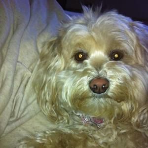 Meet your Posher, Alex