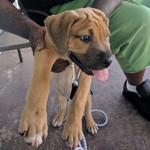 Meet your Posher, Pat