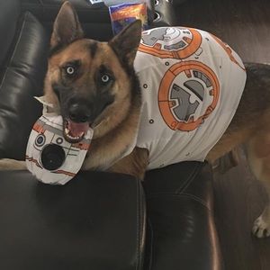 bb8 dog costume bb8 dog costume