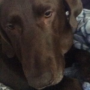 Meet your Posher, Jesse