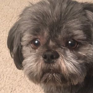 Meet your Posher, Casey