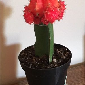 Meet your Posher, Deloris