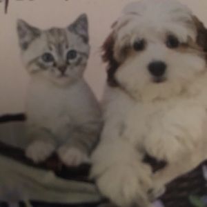 Meet your Posher, Rosa