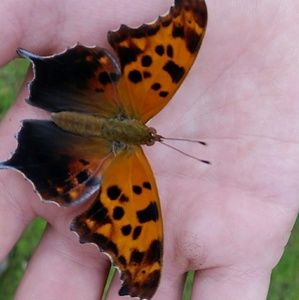 Meet your Posher, Christopher