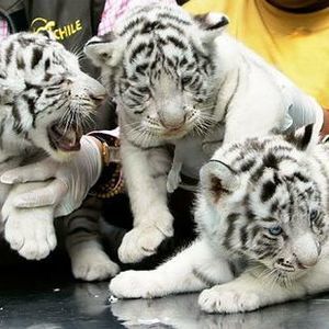 Meet your Posher, Michele