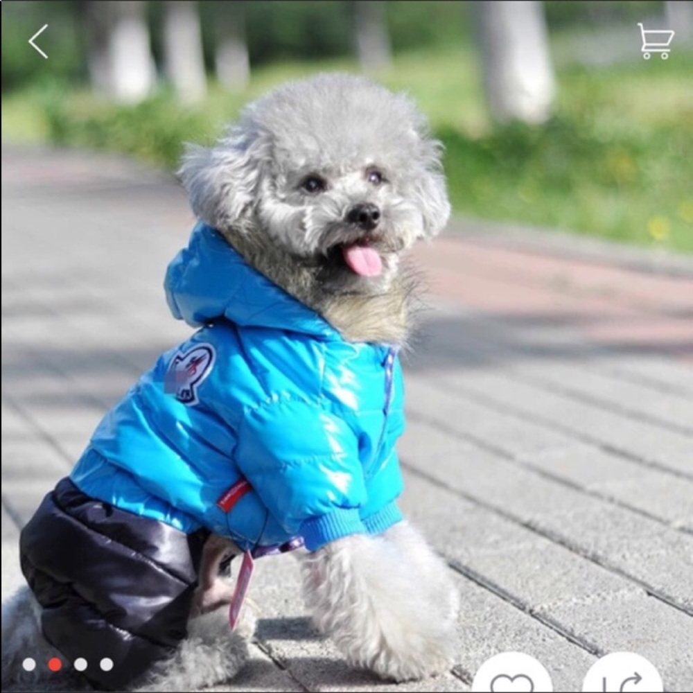 Pet Fashion Clothe to begin falls and pass winter
