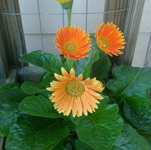 Meet your Posher, Cheri