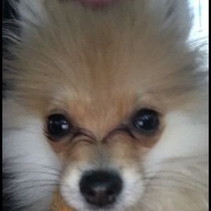 Meet your Posher, Gracey