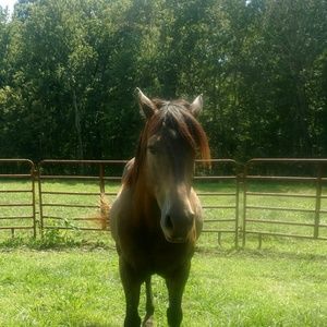 Meet your Posher, Cheyenne