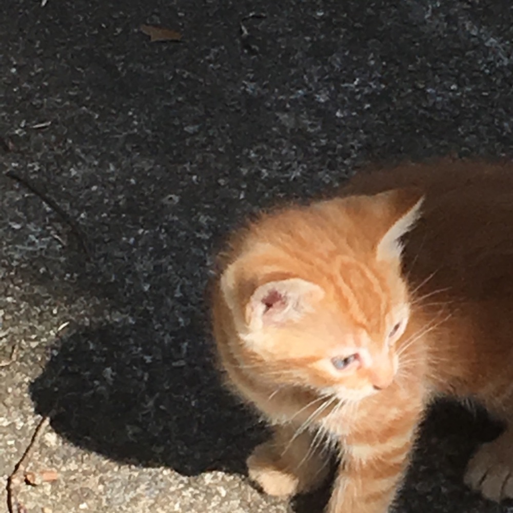 Meet your Posher, Dana