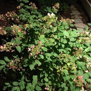 Meet your Posher, Jeryl