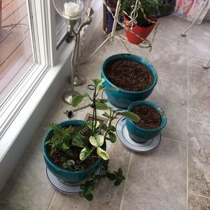 Meet your Posher, Annie