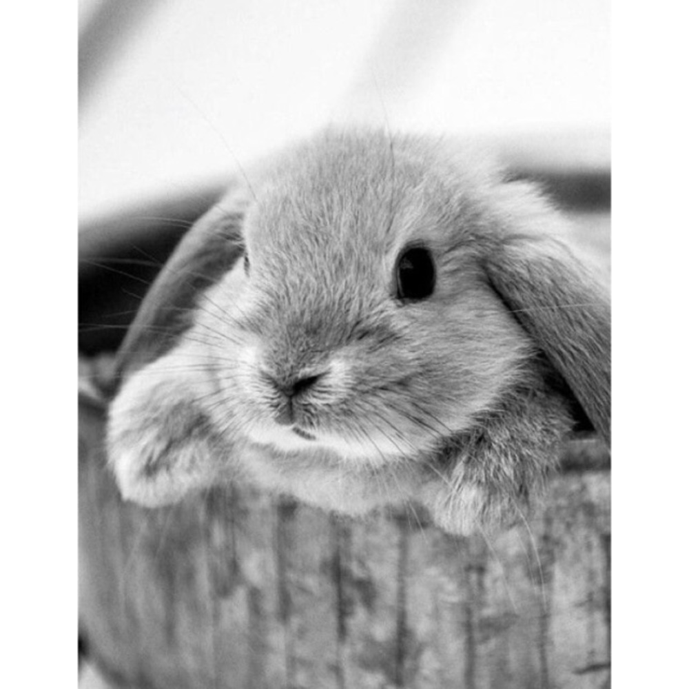 Meet your Posher, Linda