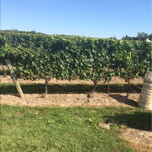 Meet your Posher, Morgan