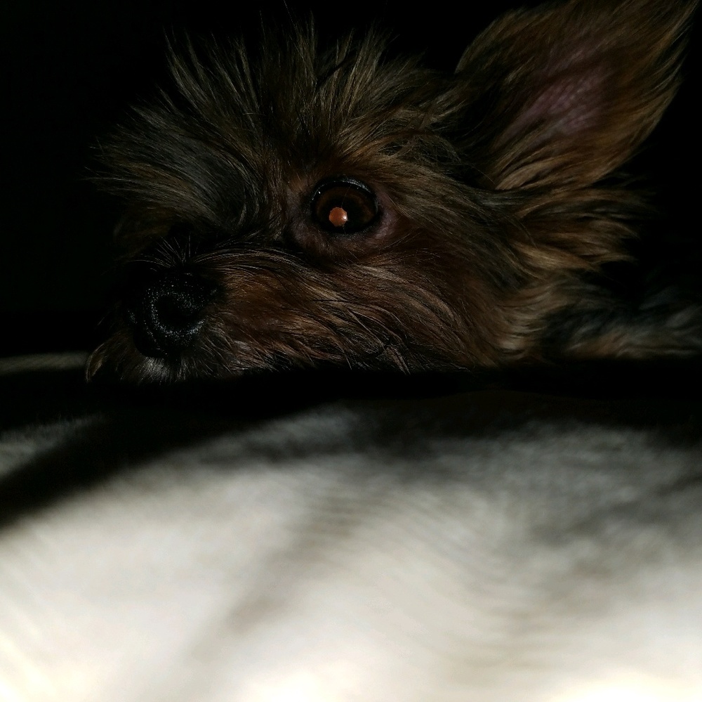 Meet your Posher, Priscilla