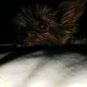 Meet your Posher, Priscilla