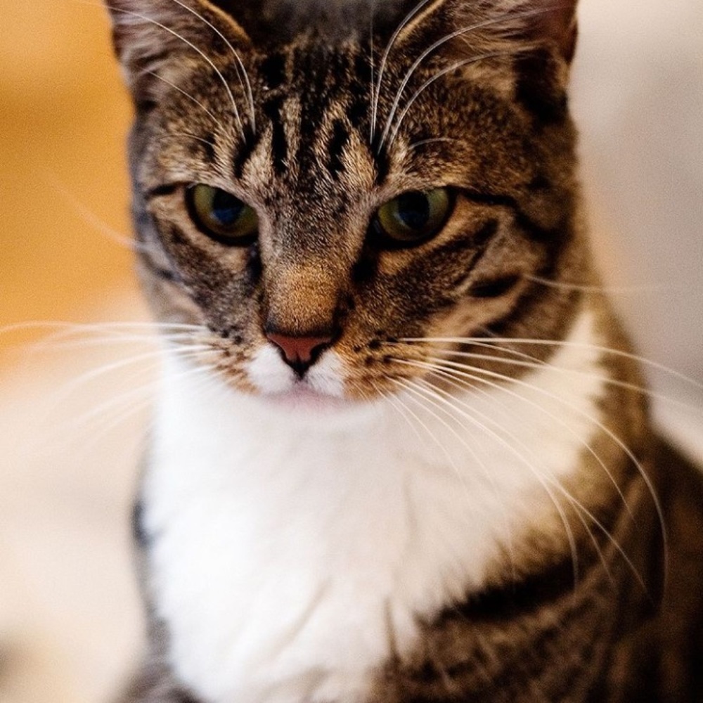 Meet your Posher, Ann