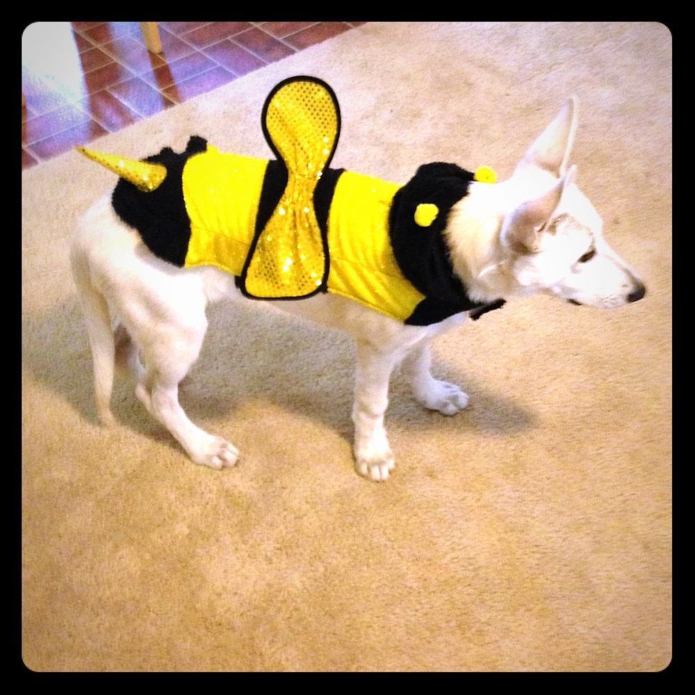 Dog bumblebee costume