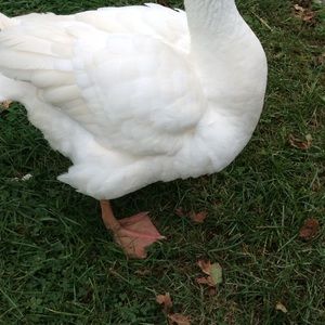 Meet your Posher, Alexandra