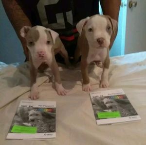 Meet your Posher, Frank