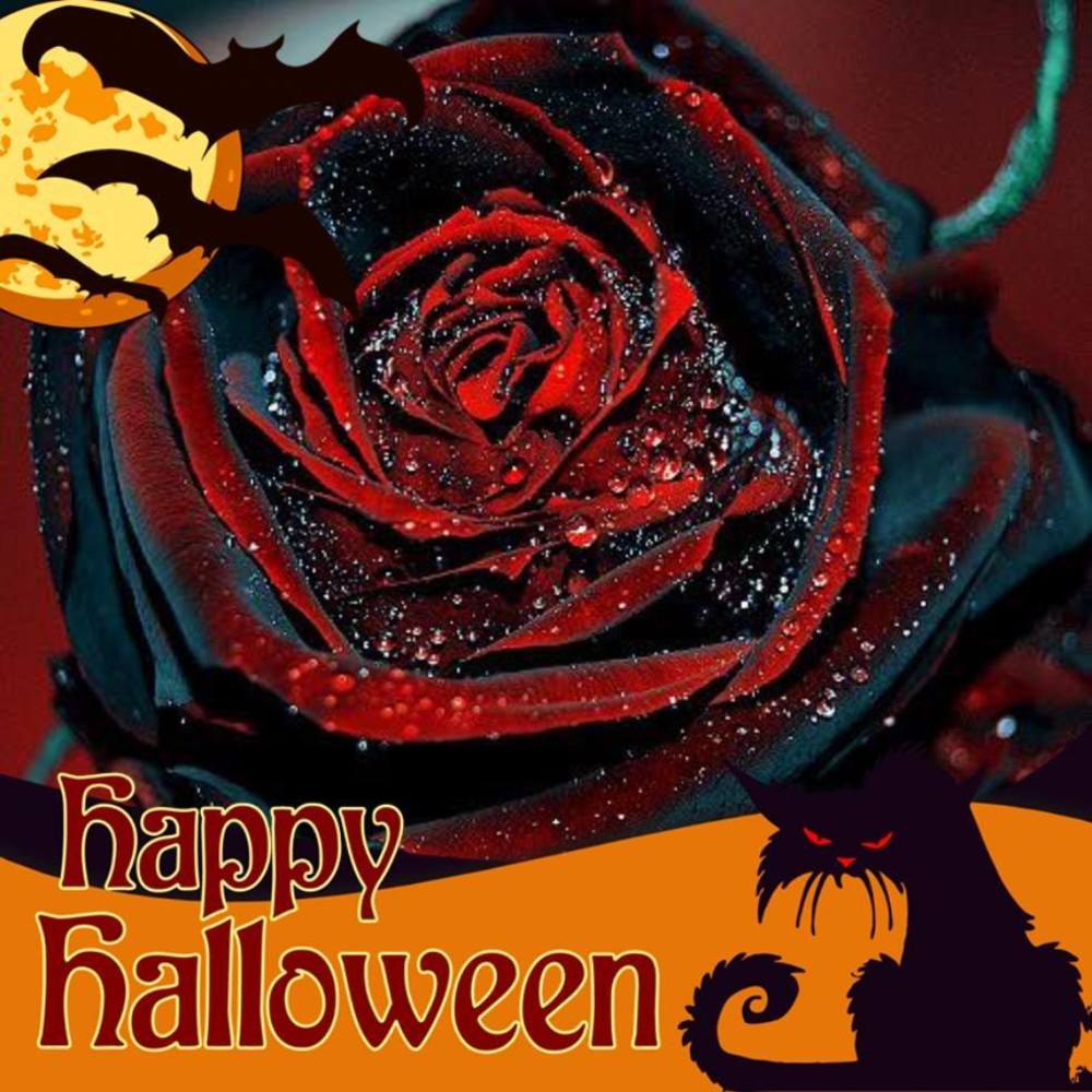 Meet your Posher, Shelley