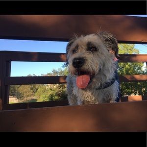 Meet your Posher, Ella