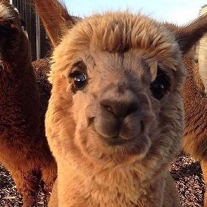 Meet your Posher, Sinead