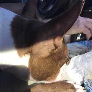 Meet your Posher, Yvette