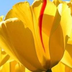 Meet your Posher, Sharon