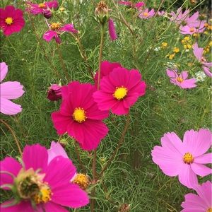 Meet your Posher, Cynthia