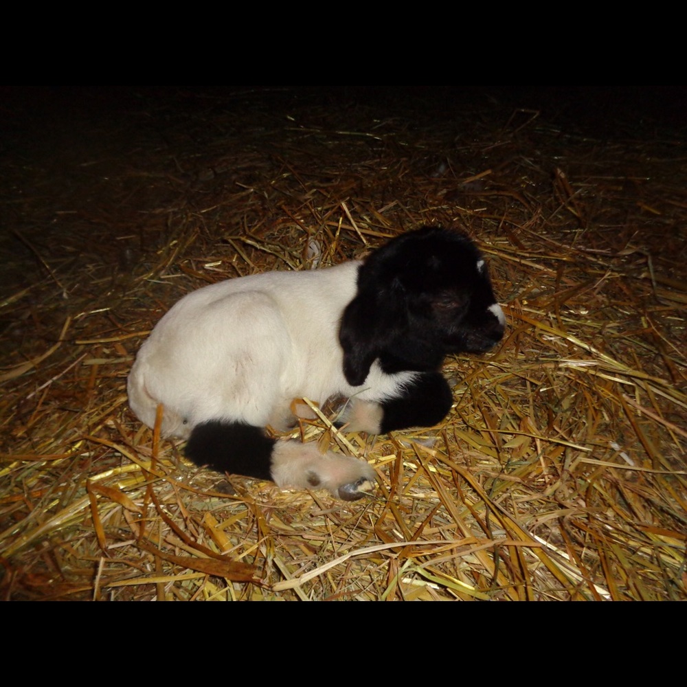 Meet your Posher, Sassy