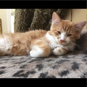 Meet your Posher, Shannon