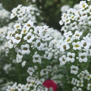 Meet your Posher, Sadah