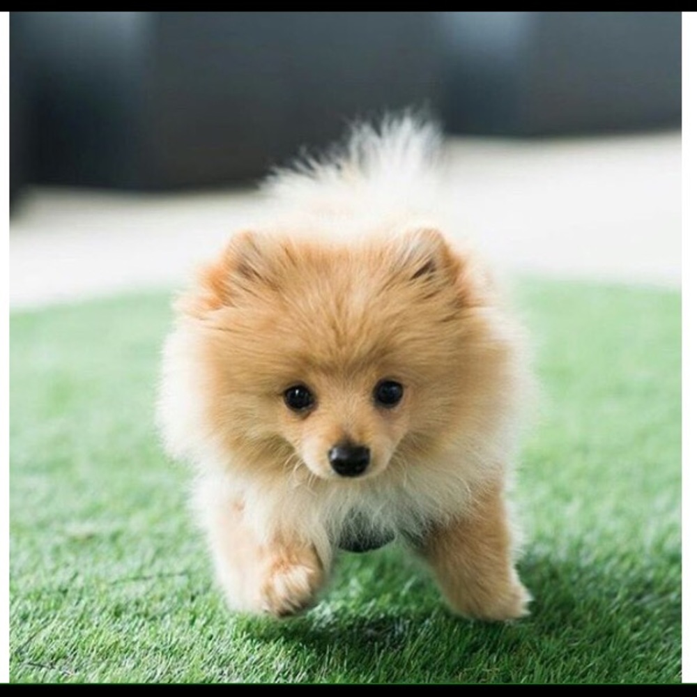 Meet your Posher, Selah