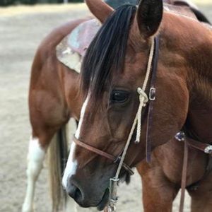 Meet your Posher, Bailey