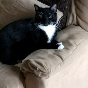 Meet your Posher, Alexa