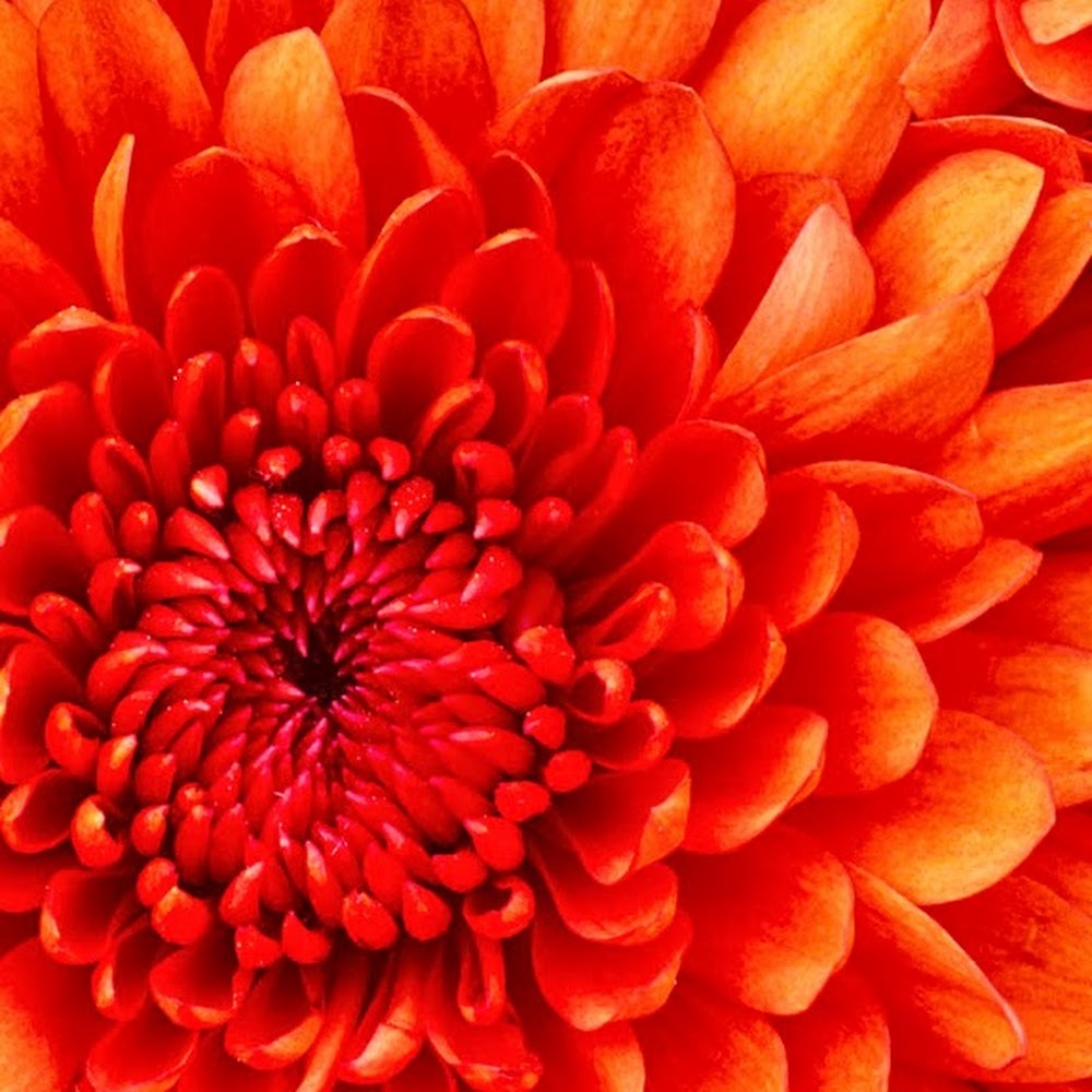 Meet your Posher, Kelli