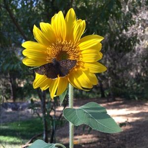 Meet your Posher, Allie