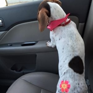 Meet your Posher, Robin