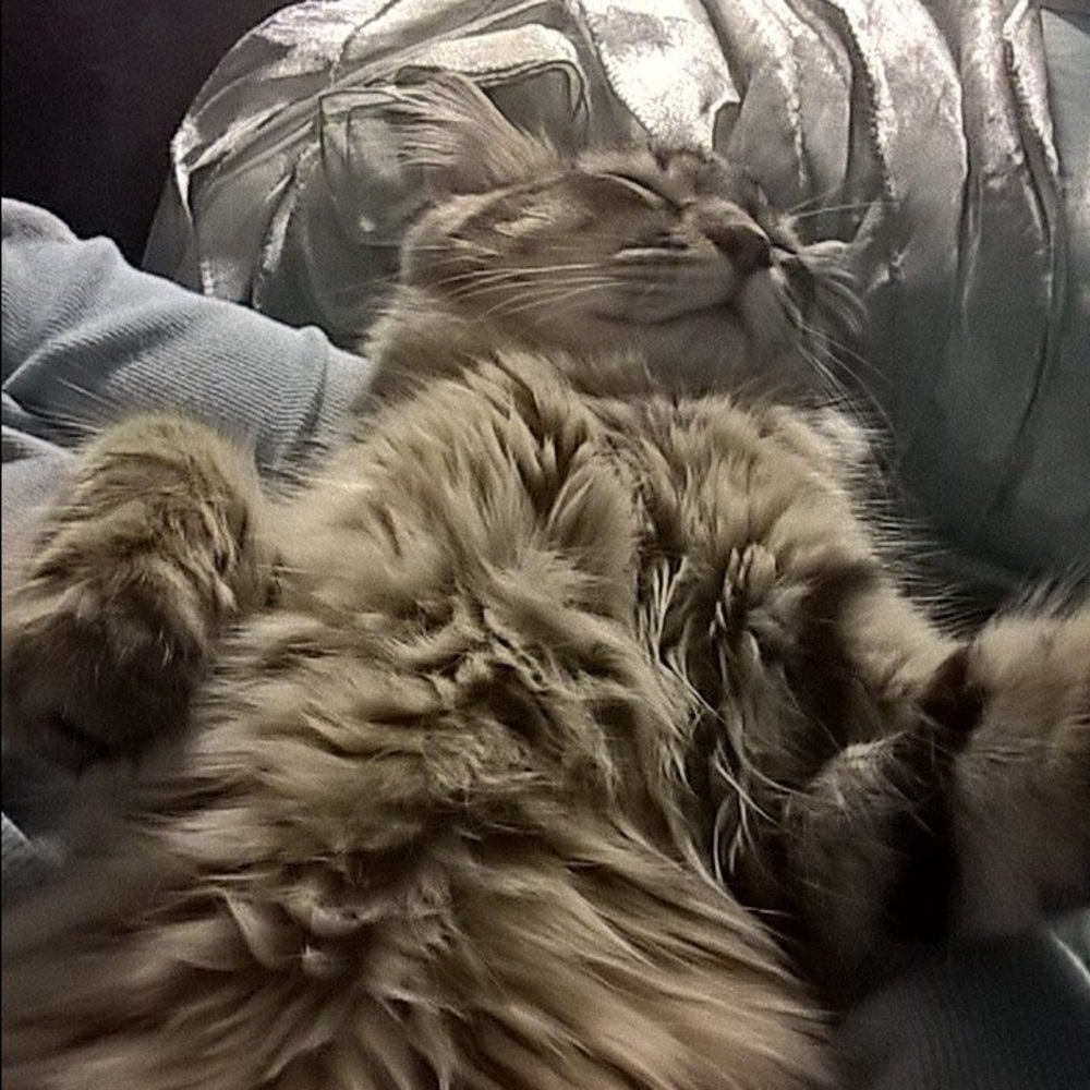 Meet your Posher, Debbie