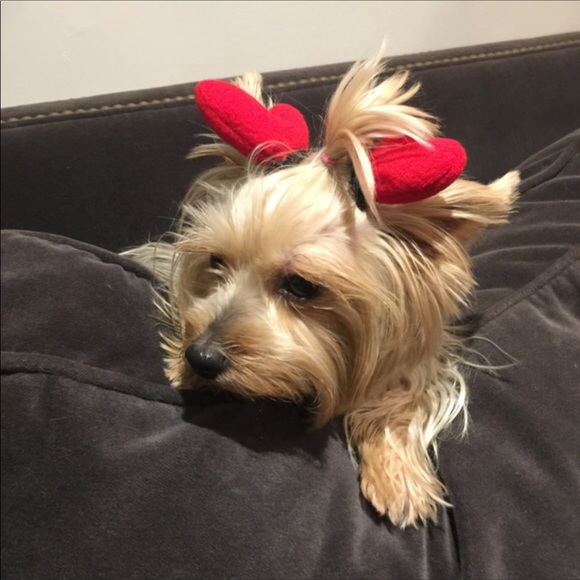 RED BOWS for your long hair doggie ππΆπ - Picture 2 of 3