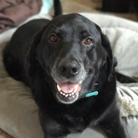 Meet your Posher, Jodi - Picture 1 of 1