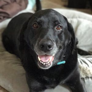 Meet your Posher, Jodi