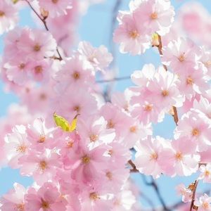 Meet your Posher, Anne