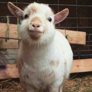 Meet your Posher, Preston