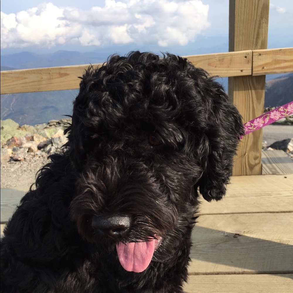 Meet your Posher, Avery